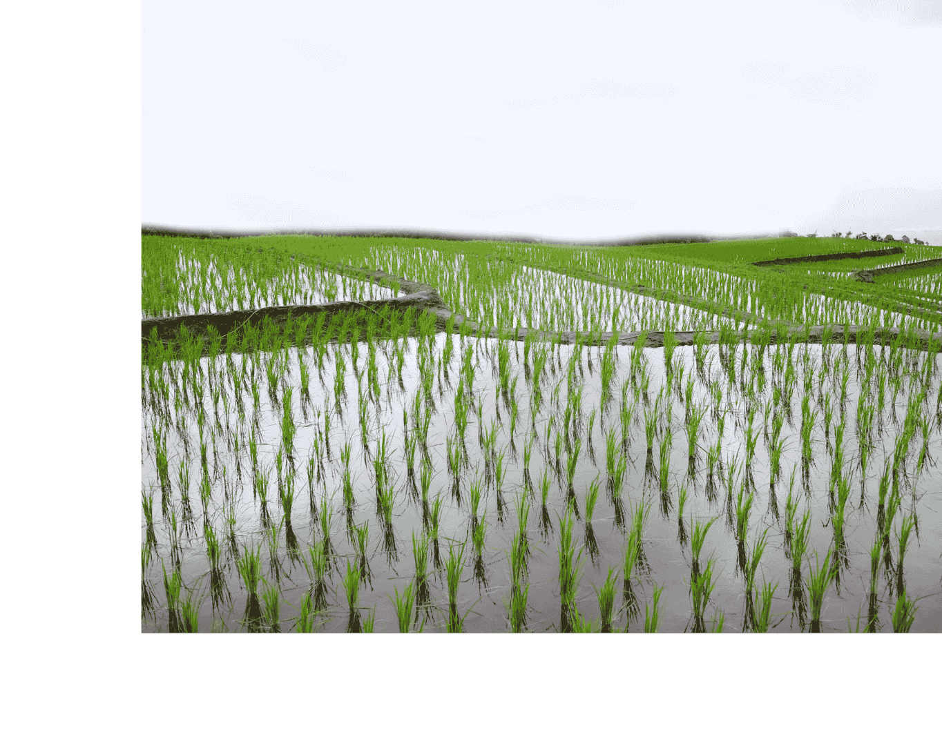 BASMATI-LOW-GI-40-RICE-FIELD