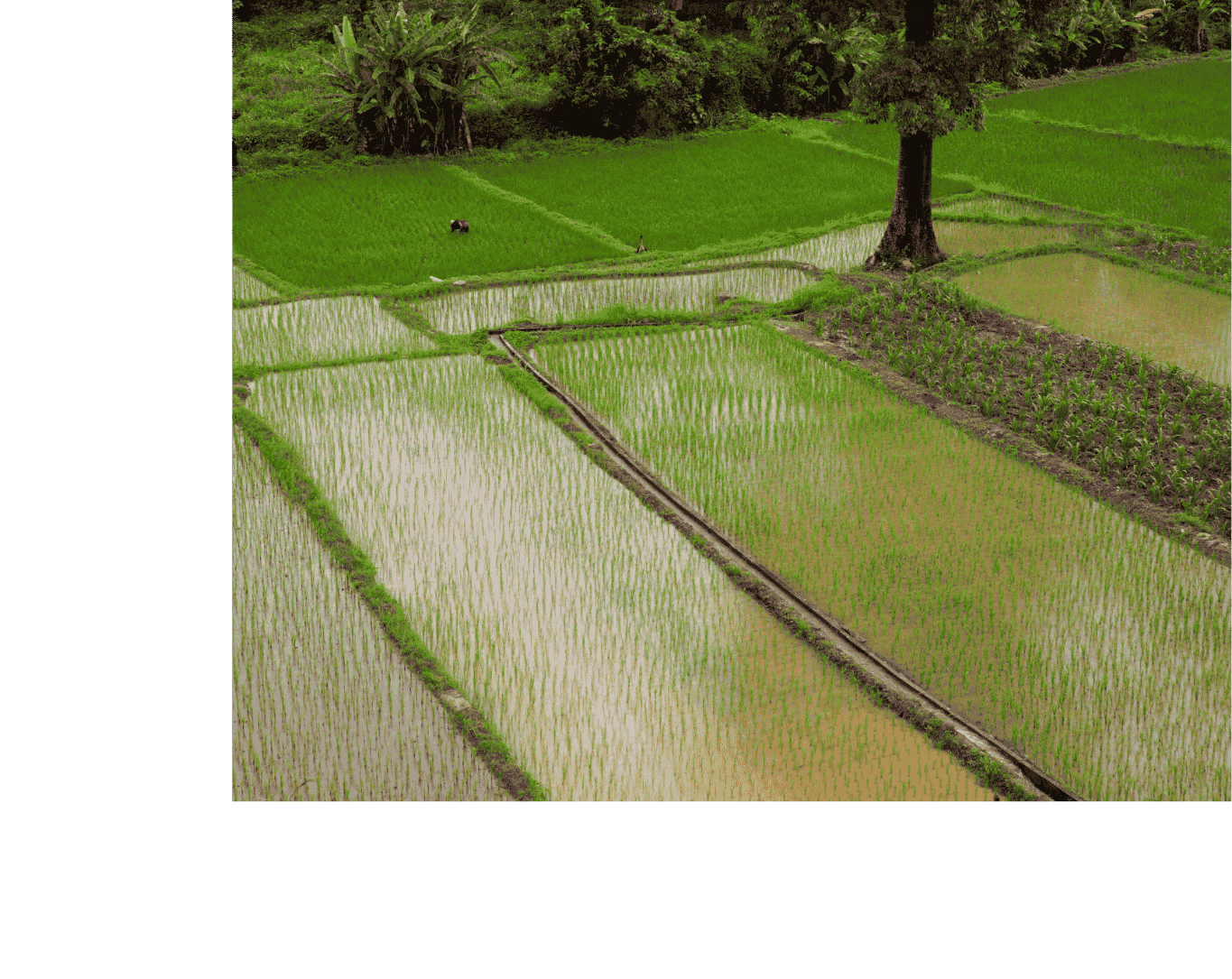 Back 4 image